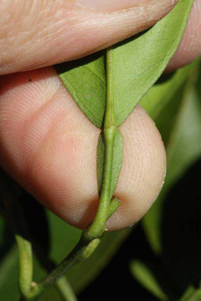               Petiole (Riverside, CA)       